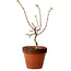 Acer palmatum Shishigashira, 44 cm, ± 12 Jahre alt, mit einem Wurzelhals von 2,5 cm