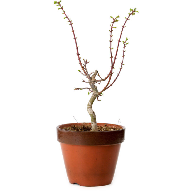 Acer palmatum Shishigashira, 44 cm, ± 12 years old, with a nebari of 2,5 cm