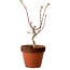 Acer palmatum Shishigashira, 44 cm, ± 12 años, con un nebari de 2,5 cm
