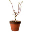 Acer palmatum Shishigashira, 44 cm, ± 12 Jahre alt, mit einem Wurzelhals von 2,5 cm