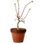 Acer palmatum Shishigashira, 44 cm, ± 12 Jahre alt, mit einem Wurzelhals von 2,5 cm