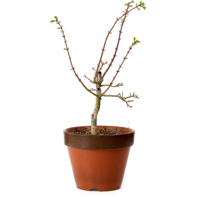 Acer palmatum Shishigashira, 44 cm, ± 12 años, con un nebari de 2,5 cm
