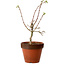 Acer palmatum Shishigashira, 44 cm, ± 12 ans, avec un nebari de 2,5 cm