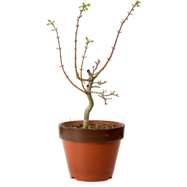 Acer palmatum Shishigashira, 44 cm, ± 12 Jahre alt, mit einem Wurzelhals von 2,5 cm