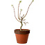 Acer palmatum Shishigashira, 44 cm, ± 12 Jahre alt, mit einem Wurzelhals von 2,5 cm
