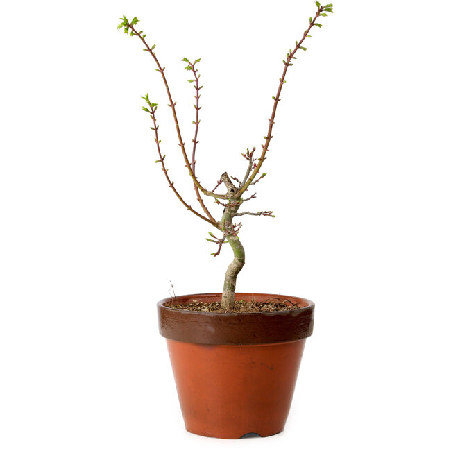 Acer palmatum Shishigashira, 44 cm, ± 12 anni, con nebari di 2,5 cm