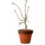Acer palmatum Shishigashira, 44 cm, ± 12 years old, with a nebari of 2,5 cm
