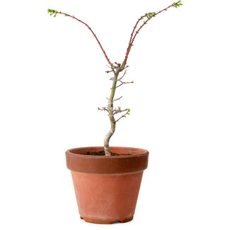 Acer palmatum Shishigashira, 50 cm, ± 12 anni