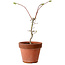 Acer palmatum Shishigashira, 50 cm, ± 12 ans, avec un nebari de 2,5 cm