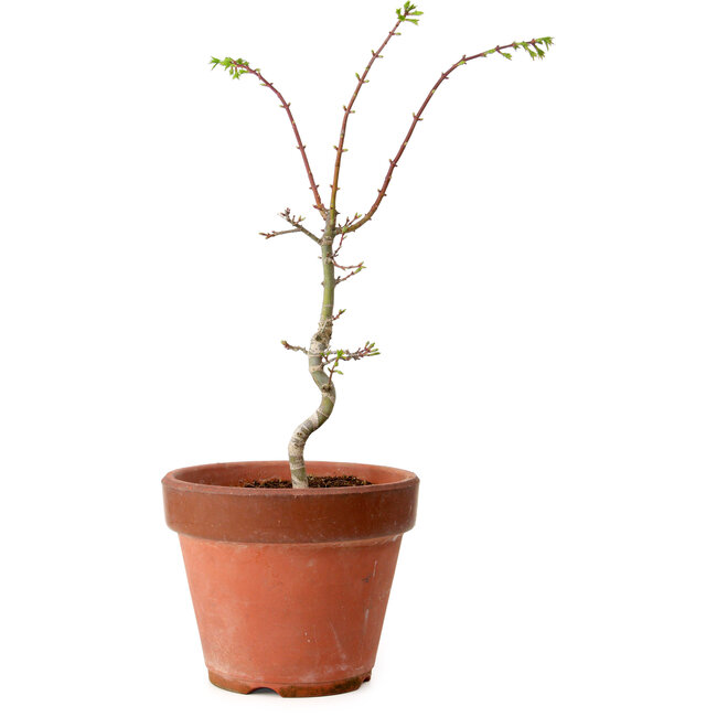 Acer palmatum Shishigashira, 50 cm, ± 12 years old, with a nebari of 2,5 cm