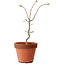 Acer palmatum Shishigashira, 50 cm, ± 12 ans, avec un nebari de 2,5 cm