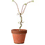 Acer palmatum Shishigashira, 50 cm, ca. 12 Jahre alt, mit einem Wurzelhals von 2,5 cm