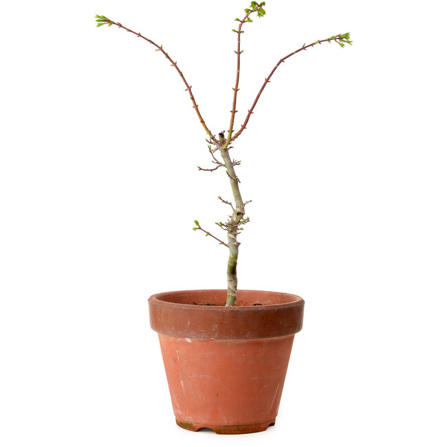 Acer palmatum Shishigashira, 50 cm, ± 12 ans, avec un nebari de 2,5 cm