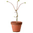 Acer palmatum Shishigashira, 50 cm, ± 12 years old, with a nebari of 2,5 cm