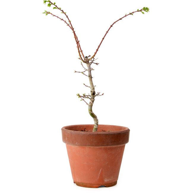 Acer palmatum Shishigashira, 50 cm, ± 12 anni, con nebari di 2,5 cm
