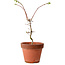 Acer palmatum Shishigashira, 50 cm, ± 12 anni, con nebari di 2,5 cm