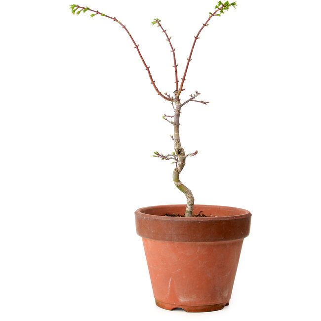 Acer palmatum Shishigashira, 50 cm, ca. 12 Jahre alt, mit einem Wurzelhals von 2,5 cm