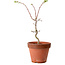 Acer palmatum Shishigashira, 50 cm, ca. 12 Jahre alt, mit einem Wurzelhals von 2,5 cm