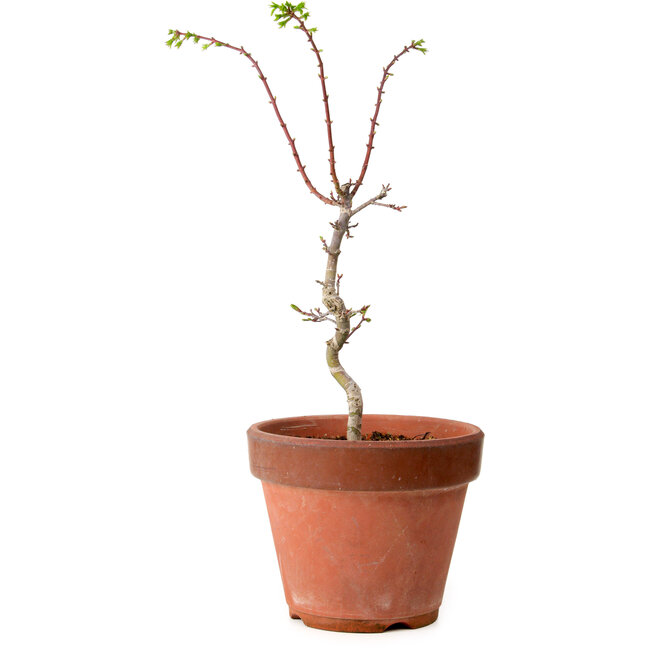 Acer palmatum Shishigashira, 50 cm, ± 12 ans, avec un nebari de 2,5 cm