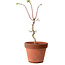Acer palmatum Shishigashira, 50 cm, ± 12 years old, with a nebari of 2,5 cm