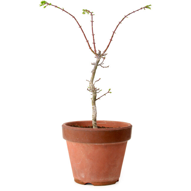Acer palmatum Shishigashira, 50 cm, ± 12 ans, avec un nebari de 2,5 cm