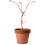 Acer palmatum Shishigashira, 50 cm, ± 12 anni, con nebari di 2,5 cm
