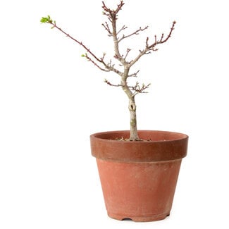 Acer palmatum Shishigashira, 35 cm, ± 12 years old