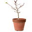 Acer palmatum Shishigashira, 35 cm, ± 12 jaar oud, met een nebari van 2,5 cm