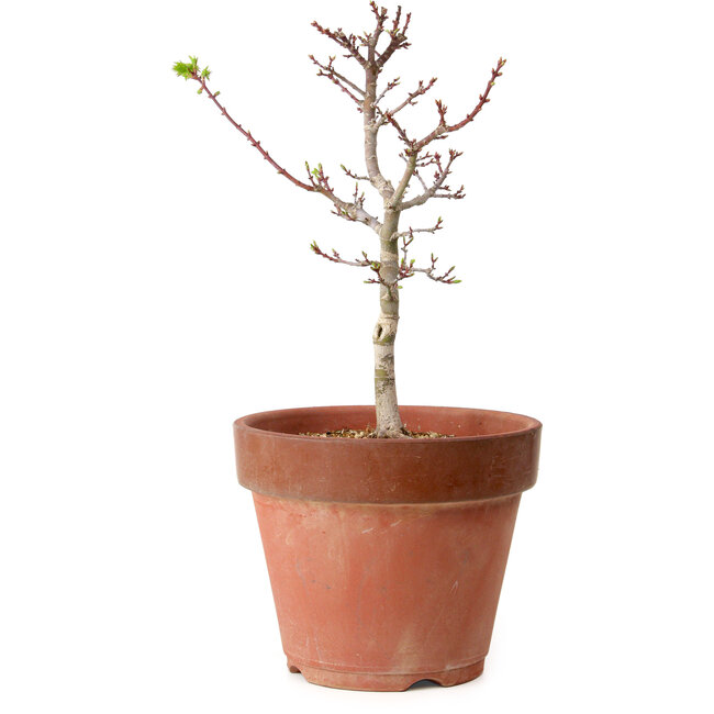 Acer palmatum Shishigashira, 35 cm, ± 12 jaar oud, met een nebari van 2,5 cm