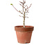 Acer palmatum Shishigashira, 35 cm, ± 12 jaar oud, met een nebari van 2,5 cm