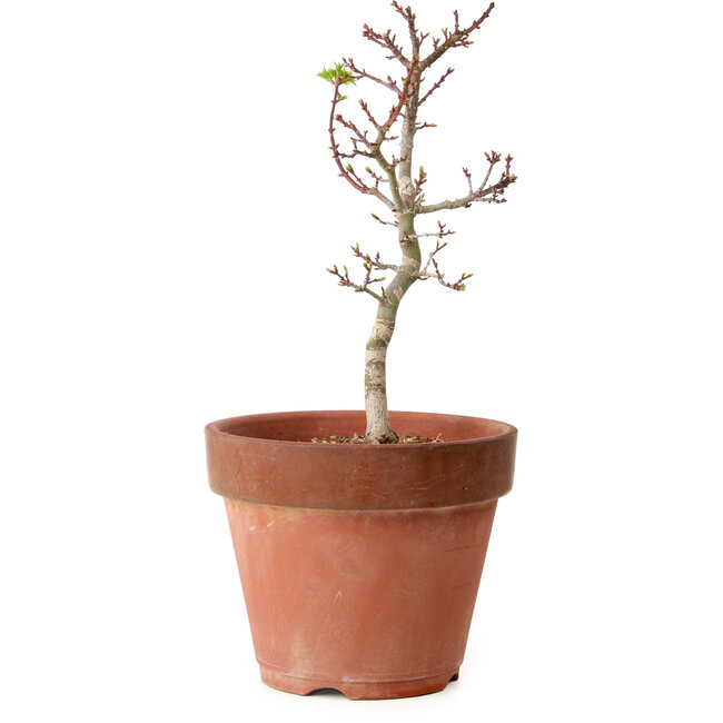Acer palmatum Shishigashira, 35 cm, ± 12 jaar oud, met een nebari van 2,5 cm