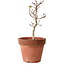 Acer palmatum Shishigashira, 35 cm, ± 12 jaar oud, met een nebari van 2,5 cm