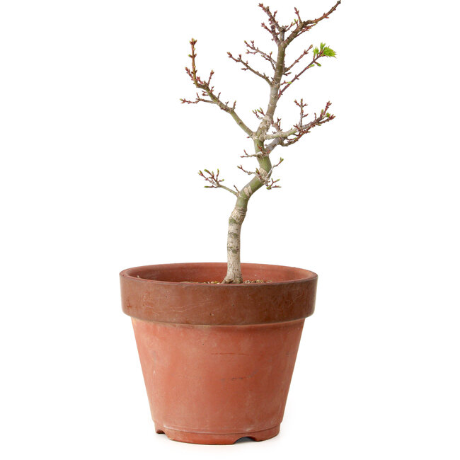 Acer palmatum Shishigashira, 35 cm, ± 12 jaar oud, met een nebari van 2,5 cm