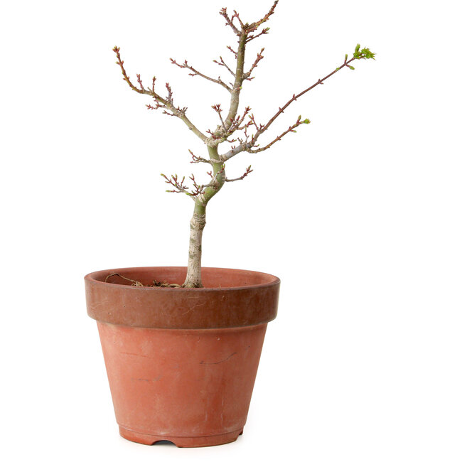 Acer palmatum Shishigashira, 35 cm, ± 12 jaar oud, met een nebari van 2,5 cm