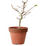 Acer palmatum Shishigashira, 35 cm, ± 12 jaar oud, met een nebari van 2,5 cm