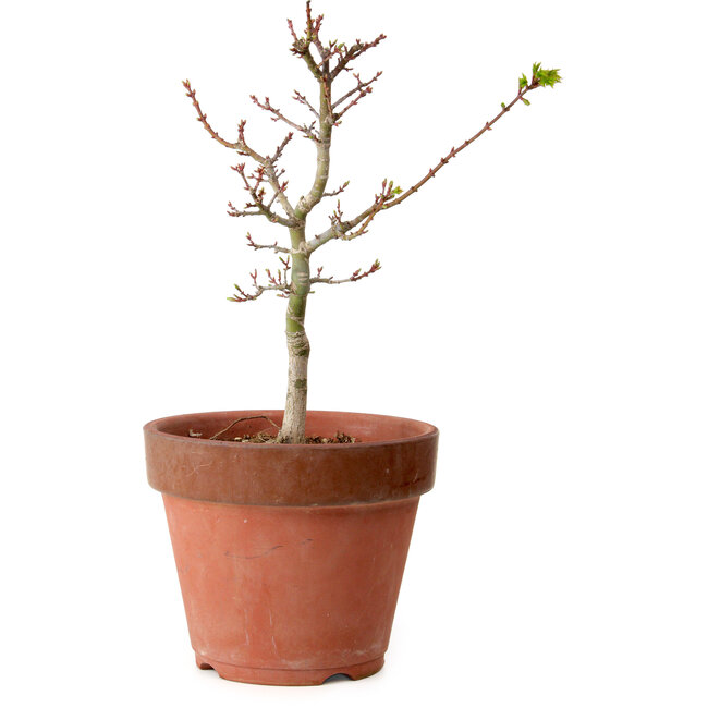 Acer palmatum Shishigashira, 35 cm, ± 12 jaar oud, met een nebari van 2,5 cm