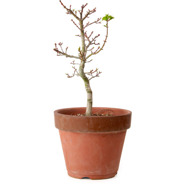 Acer palmatum Shishigashira, 35 cm, ± 12 jaar oud, met een nebari van 2,5 cm