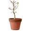 Acer palmatum Shishigashira, 35 cm, ± 12 jaar oud, met een nebari van 2,5 cm