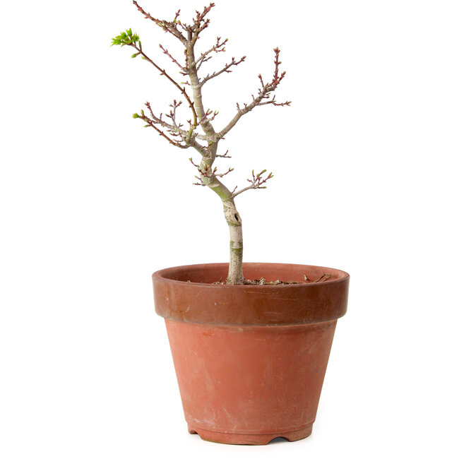 Acer palmatum Shishigashira, 35 cm, ± 12 jaar oud, met een nebari van 2,5 cm