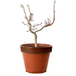 Acer palmatum Shishigashira, 36 cm, ± 12 ans