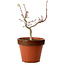 Acer palmatum Shishigashira, 36 cm, ± 12 jaar oud, met een nebari van 2,5 cm