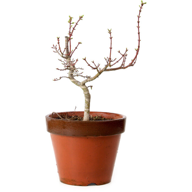 Acer palmatum Shishigashira, 36 cm, ± 12 Jahre alt, mit einem Wurzelhals von 2,5 cm