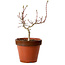 Acer palmatum Shishigashira, 36 cm, ± 12 jaar oud, met een nebari van 2,5 cm