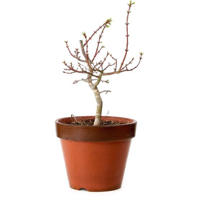 Acer palmatum Shishigashira, 36 cm, ± 12 anni, con nebari di 2,5 cm