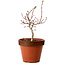 Acer palmatum Shishigashira, 36 cm, ± 12 años, con un nebari de 2,5 cm