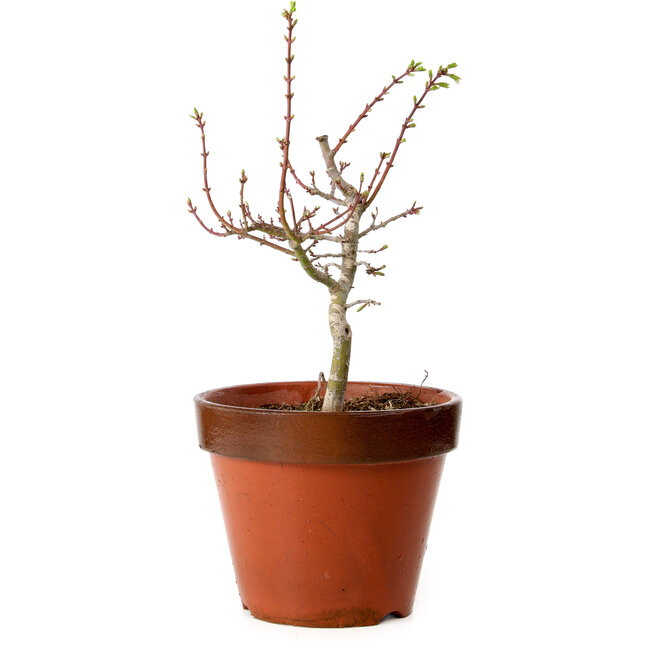 Acer palmatum Shishigashira, 36 cm, ± 12 anni, con nebari di 2,5 cm