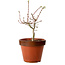 Acer palmatum Shishigashira, 36 cm, ± 12 años, con un nebari de 2,5 cm