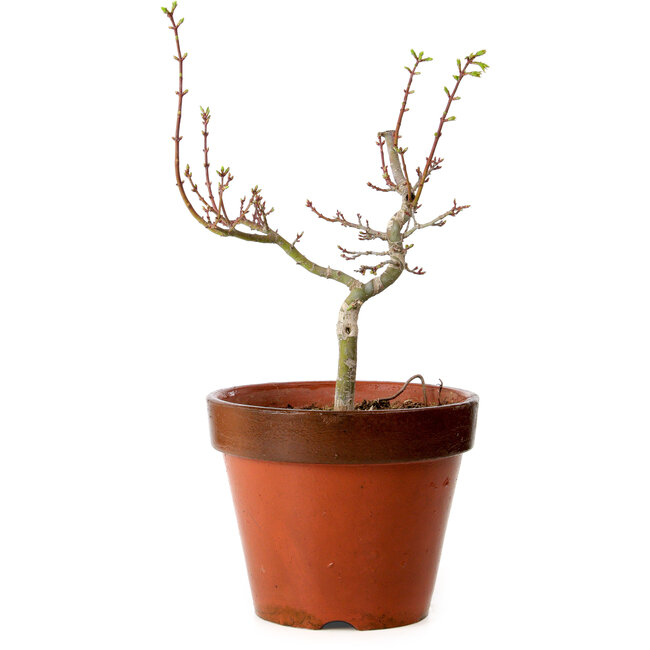 Acer palmatum Shishigashira, 36 cm, ± 12 ans, avec un nebari de 2,5 cm