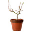 Acer palmatum Shishigashira, 36 cm, ± 12 jaar oud, met een nebari van 2,5 cm
