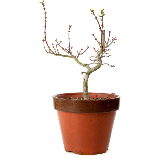 Acer palmatum Shishigashira, 36 cm, ± 12 jaar oud, met een nebari van 2,5 cm